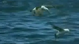 Orca  attack on Great White