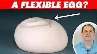 I Turned an Egg into a Elastic Bouncy Ball - And Shot It