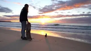Mercy the Penguin Goes Back to the Wild!