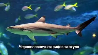 Черноплавничная рифовая акула