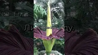 ЦВЕТОК С САМЫМ УЖАСНЫМ ЗАПАХОМ