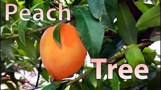 Amazing peach tree in my garden | Peach Fruit Tree Vlog | Amazing Summer Fruit 2023 