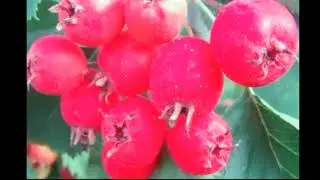 Про боярышник