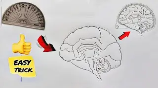 How to draw human brain step by step | easily for class 10 | easy way to draw human brain