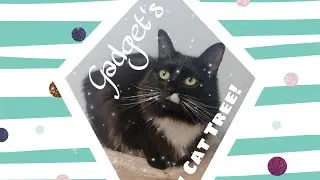 Gadget's NEW CAT TREE!