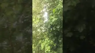 Прогулка в сквере....