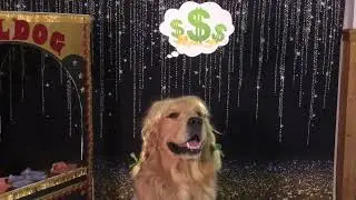 Golden Retriever Acts as Fortune Teller and Girl for Halloween -  1534115