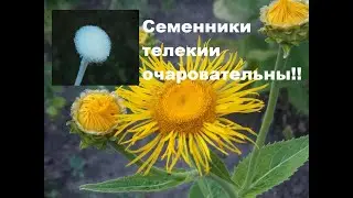 Не путайте телекию с девясилом!!!!