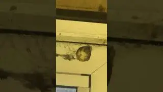Spider 🕷 Egg 🥚 Sac
