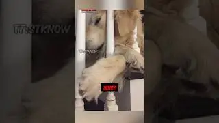 ЭТО НАВСЕГДА ЕГО…😭🐶 