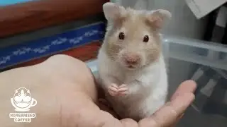 Hamster climbs on hand