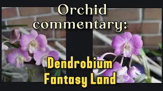 Easy to grow orchid: Dendrobium Fantasy Land