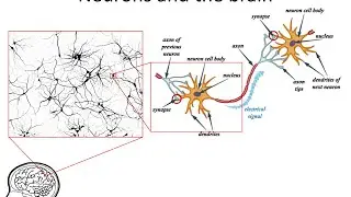 Neural Networks 3: axons, dendrites, synapses