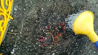 Первая весенняя подкормка пионов, роз ...