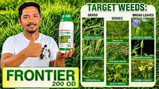 Gabay sa Paggamit Ng Frontier 200OD Herbicide | Pwedeng gamitin Hanggang 40days matapos magtanim