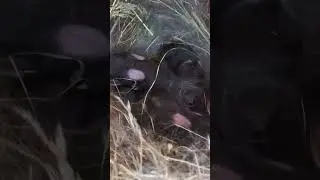 Bunnies