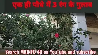 Rose Grafting With Result || Learn Grafting in simple way