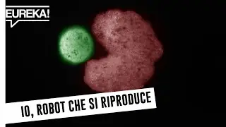 Xenobot, i primi robot viventi che possono riprodursi!