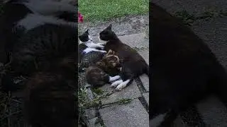Перекус у котят
