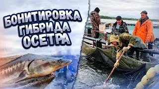 Бонитировка гибрида Русско-Ленского Осетра