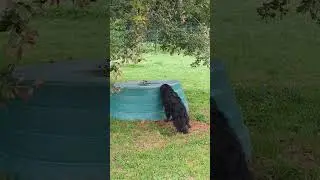 Le chien TESLA est là !