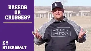 Breeds or Crosses?