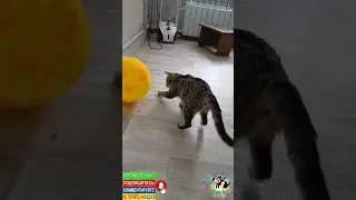 Новая игрушка