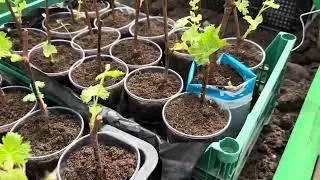 Уход за вегетирующими саженцами