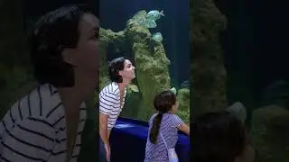 #aquarium , #aquariumvideo , #aquariumrelax , #aquarium4k ,