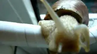 домашняя улитка.MOV