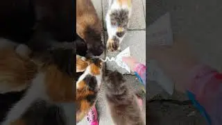Коты сметанные рты #cat #cats #mtbcat #коты #кошки