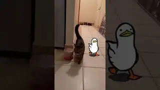 CAT TRAINING | HOW TO TRAIN YOUR CAT | CAT VIDEOS | HONEST CAT | MEOWMEOW | #shorts