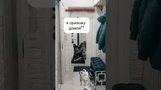 а как зовут вашего домашнего любимца?