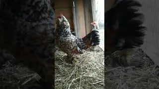 Millies Talking, Ducks Drinking, & Chickens Hiding! # VintageFarm