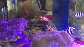 The First Saltwater fish Nemo and Anemone (Phillipines) Labo Camarines Norte