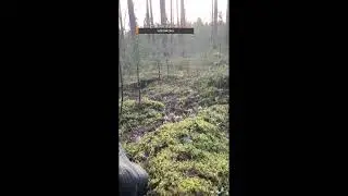 Стрим из леса