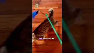 Do these 3 steps for your cat 