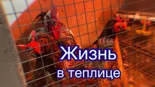Жизнь в теплице. Как живут куры в теплице 🐓