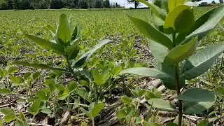 GPS Helps Farmers use Less Pesticides