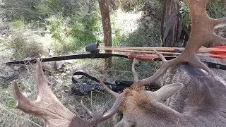 Longbow hunt Fallow Deer