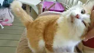 Super friendly Cat.  Loves to head bunt , Rescued Cat