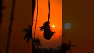 #trendingshorts #shorts #youtubeshorts #ytshorts #photography #photooftheday #realme8pro