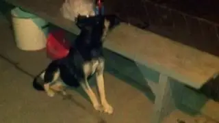 ПЬЯНЫЙ ПЁС