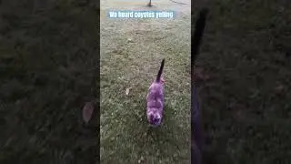 The coyotes aren’t gonna eat my cat! #homesteading #farmlife #cat #farmanimals #mississippi #chicken