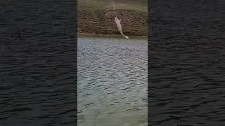 Вот это карась!!! Клюнул монстр 😄