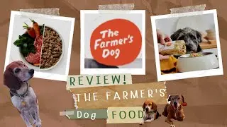 The Farmer's Dog Food Review - Dangerous for Some Dogs?