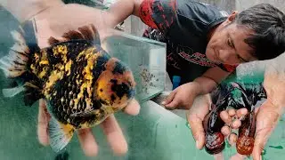 FV VLOG #124: New Breeding at Migoy's Goldfish Place