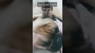 So cute I am angry!😡