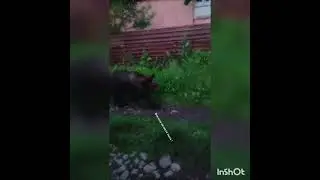 Медведь Близко пришёл к людям - Все хочу на свете знать !