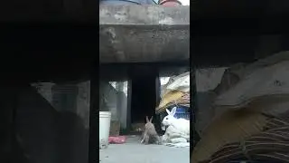 with rabbit